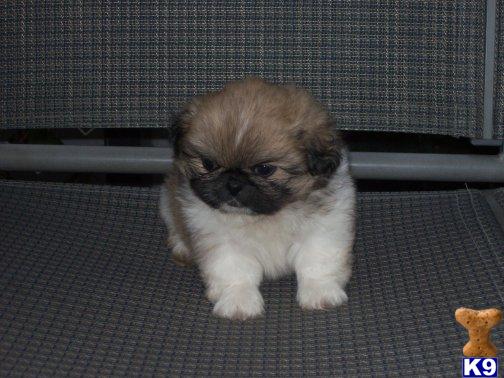 Pekingese Puppies